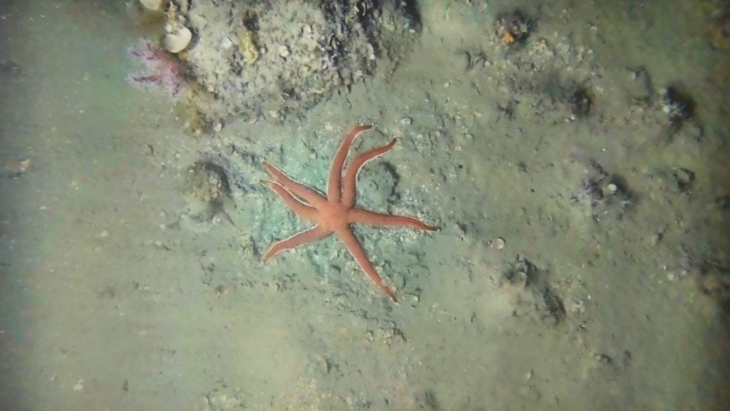 étoile de mer - photo de la campagne crédit Cosma